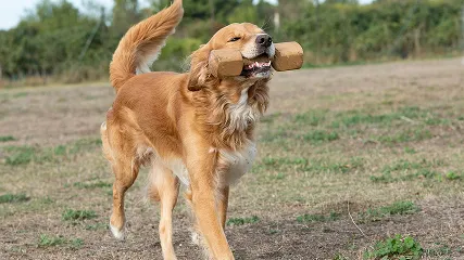 貸しフィールド