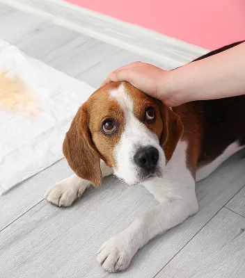 出張トレーニングコース